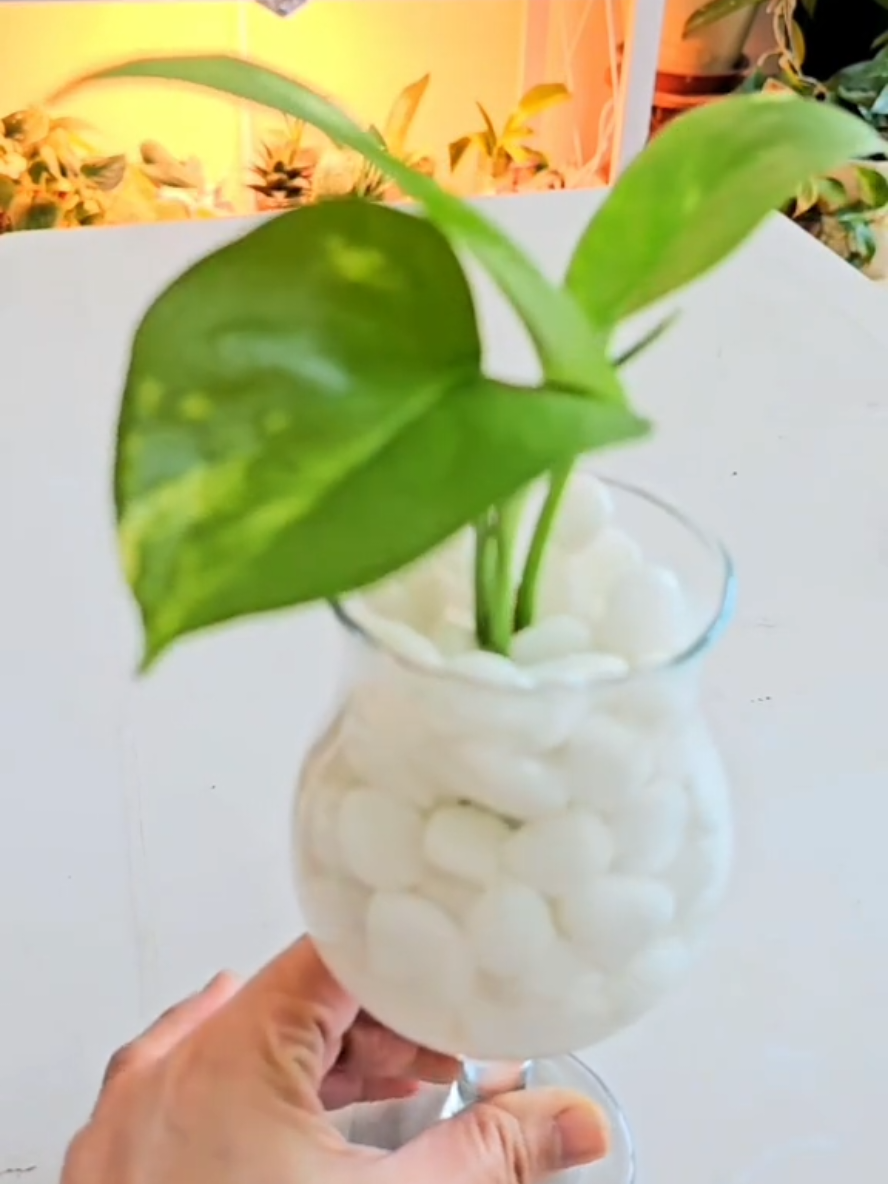How to Propagate Money Plant with a Style 💚 #moneplantpropagation #goldenpothos 