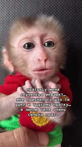 @bezdarnost #пратки #грустно #monkey #бибизяния #инфаркт 