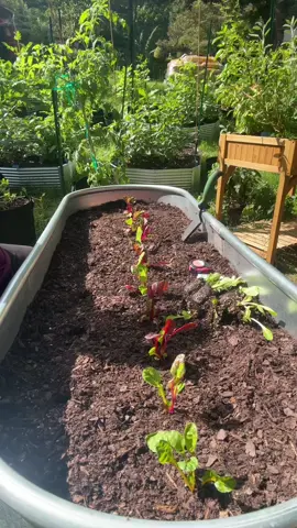 Bed #1 is complete with Rainbow Swiss Chard and Romaine Lettuce🥬 #rainbowswisschard #swisschard #romainelettuce #lettuce #veggiegarden #raisedbedgardening #plantingseason #swva 