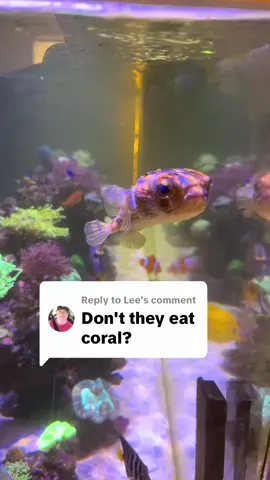 Replying to @Lee Why does my pufferfish not eat coral? #pufferfish #reef #coral 