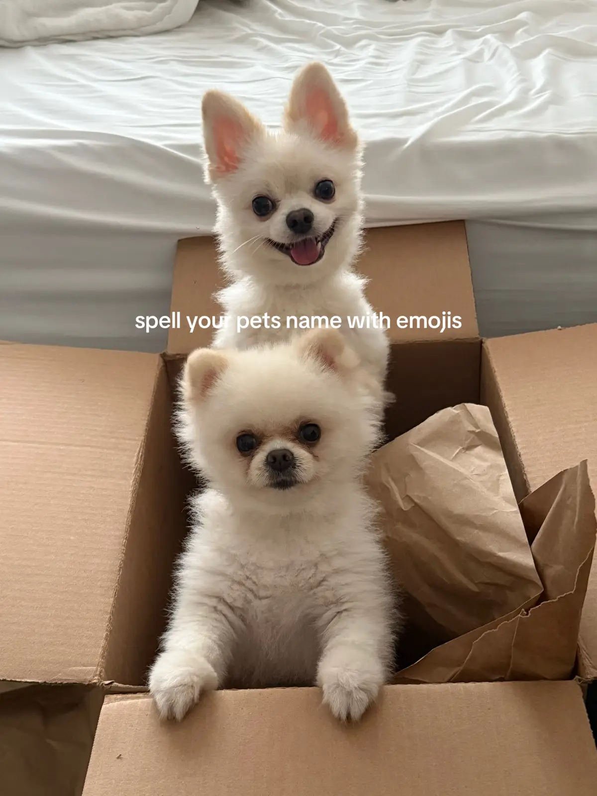 #dogsoftiktok #pomeranian 