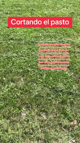 Cortando el pasto#cortantoelpasto#pasto #monte 