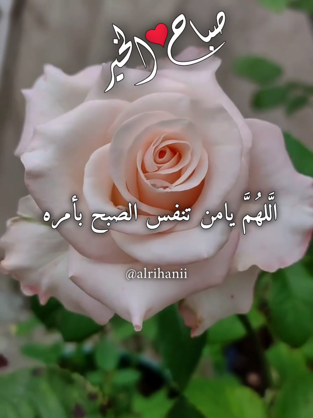 اللهم يامن تنفس الصبح بأمره 🤲🤲🌹🌹 دعاء جميل يريح القلب  #دعاء_الصباح_بصوت_يريح_قلبك #alrihanii #اللهم_لك_الحمد_ولك_الشكر #اللهم_صلي_على_نبينا_محمد #اللهم_امين_يارب_العالمين 