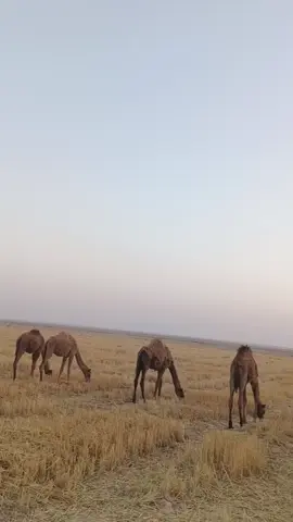 #الابل_عطايا_الله_ 🩵