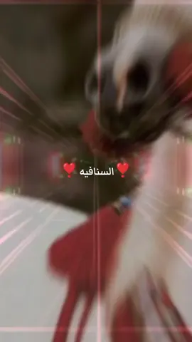 ####