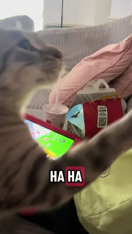 Anyone else’s cat go feral over a certain food?? If so, what is it?? We know he needs help and he is entering a program shortly. Prayers please 😂😩😩 #fyp #cats #addiction #animalsoftiktok #nuggets @McDonald’s UK 