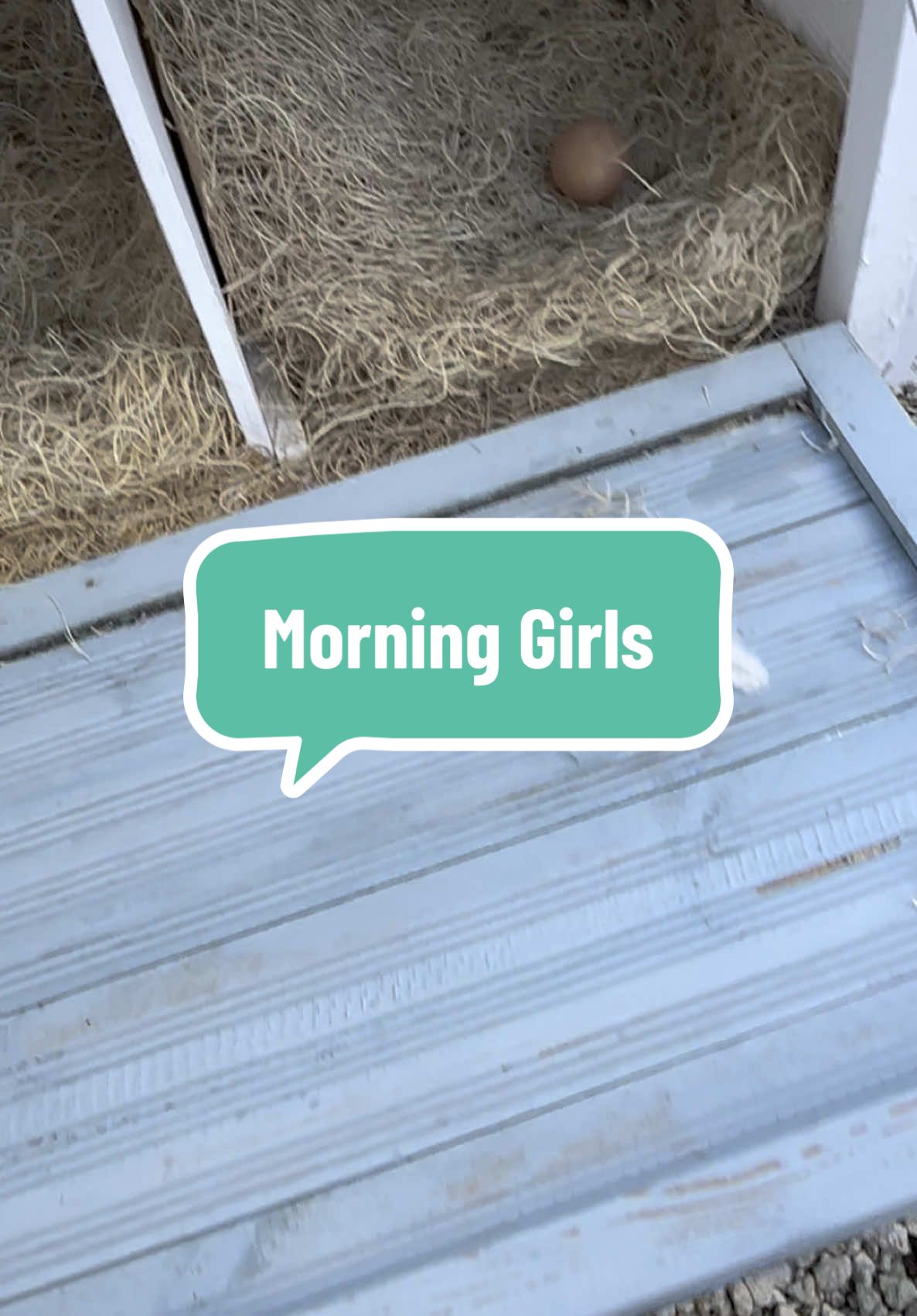 Morning routine on the farm 🌞🐔 There’s nothing cuter than opening the coop and watching the girls rush out to start their day. Fresh air, happy clucks, and a whole lot of personality in this little flock! #ChickensOfTikTok #BackyardChickens #ChickenCoopLife #FarmFreshFun #ChickenLovers #HomesteadLife #ChickenTok #HappyHens #MorningRoutine #FarmVibes #ChickenObsessed #CluckYeah
