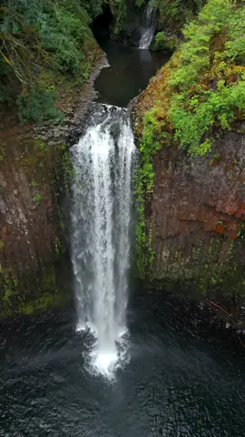 The basalt canyon at Abiqua Falls whispers with timeless grace, embracing the wild beauty of nature as it frames this iconic cascade in all its glory. #calm #cinematic #nature #Outdoors #waterfall 