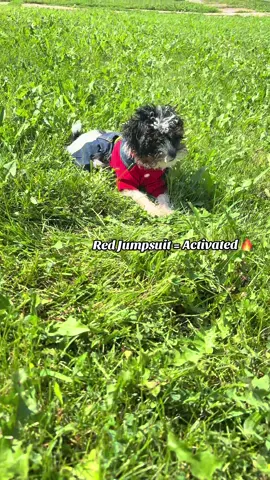🐶 Oreo came to play and dress to impress 💥 He’s sweet, silly, and struts like he owns the yard. Cuteness overload + gentle temperament = the perfect pup for any home. 💦 Yes, his little paws and face got wet in the grass… but he’s still a heartbreaker in that red jumpsuit 😍 🧘‍♀️ Did you know? We also offer Puppy Yoga sessions. You can bond with pups like Oreo in the cutest way possible! 📲 Message or call us to meet Oreo today 312-532-6631  #puppy #puppyyoga #OreoThePuppy #PuppyVibes #puppies 