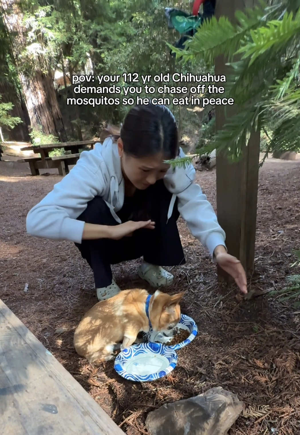 I’m literally sobbing rn 🤣🤣🤣 all hail the king 👑 #pov #chihuahuastiktok #camping #funnyvideos #memestiktok 
