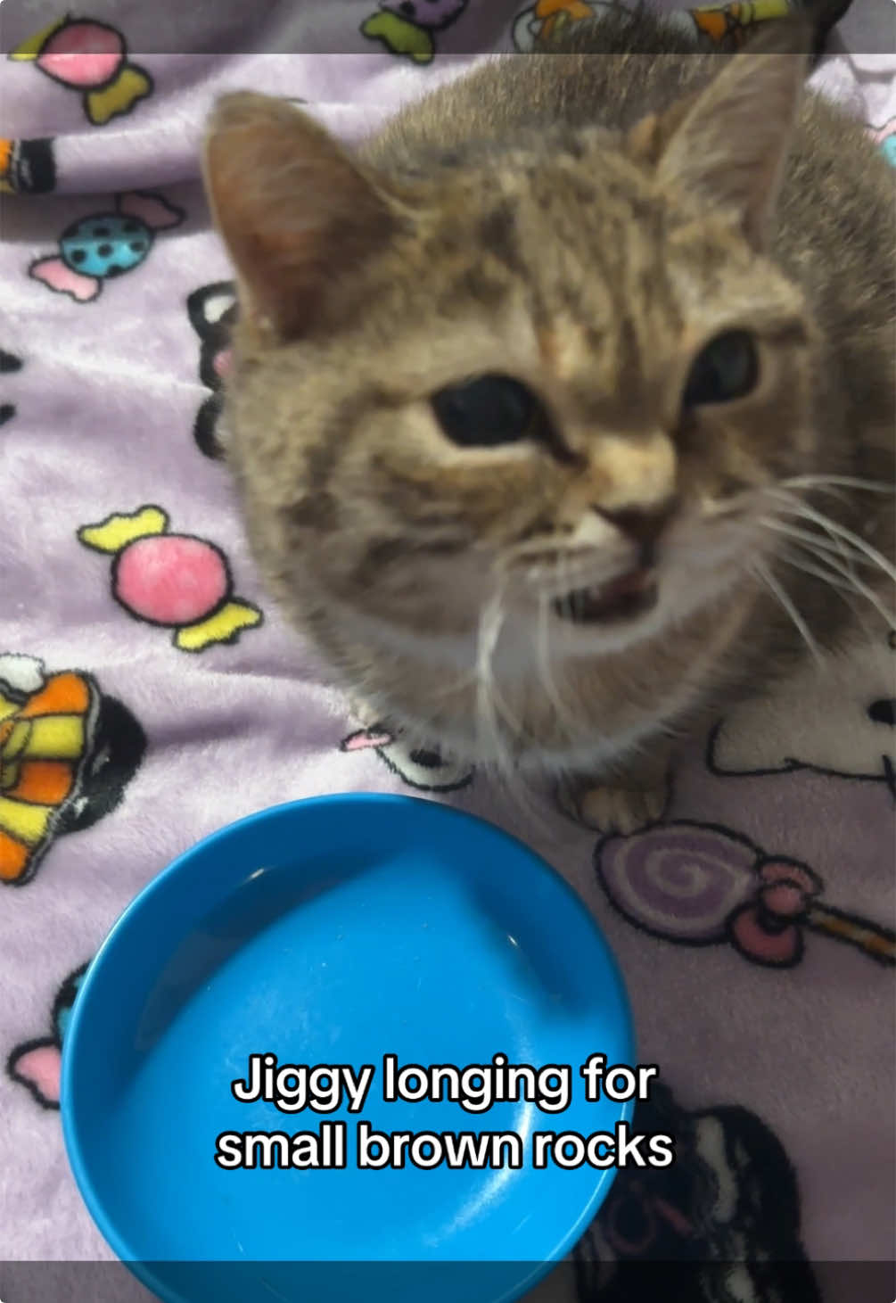 she rly got the most resilient mother cos how can i tell her no when she begs for rocks 24/7 it’s truly the hardest thing 😭 #jiggysmalls #dwarfcat #foryoupage❤️❤️ #fypシ 