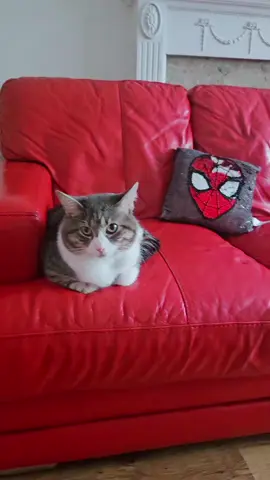 #funnyvideos #viralvideo #foryoupage mycatmylove#fyppppppppppppppppppppppp 