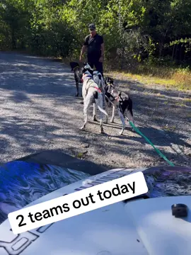 #latergator #sleddogs 