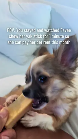 Can you believe places charge pet rent? She’s gotta work to pay her portion now 😂 