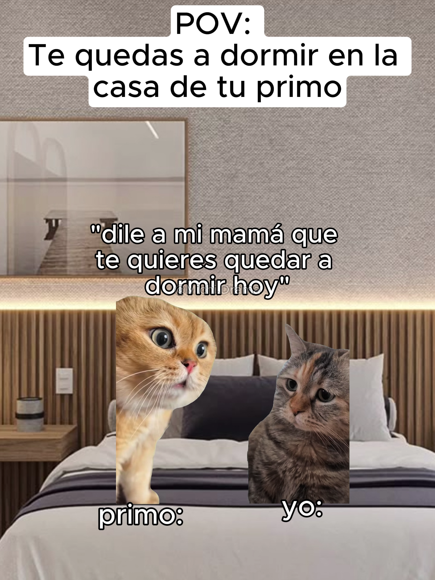 POV: te quedas en la casa de tu primo #cat #gatosdetiktok #catmeme #gatostiktok #humor #primos #gatos