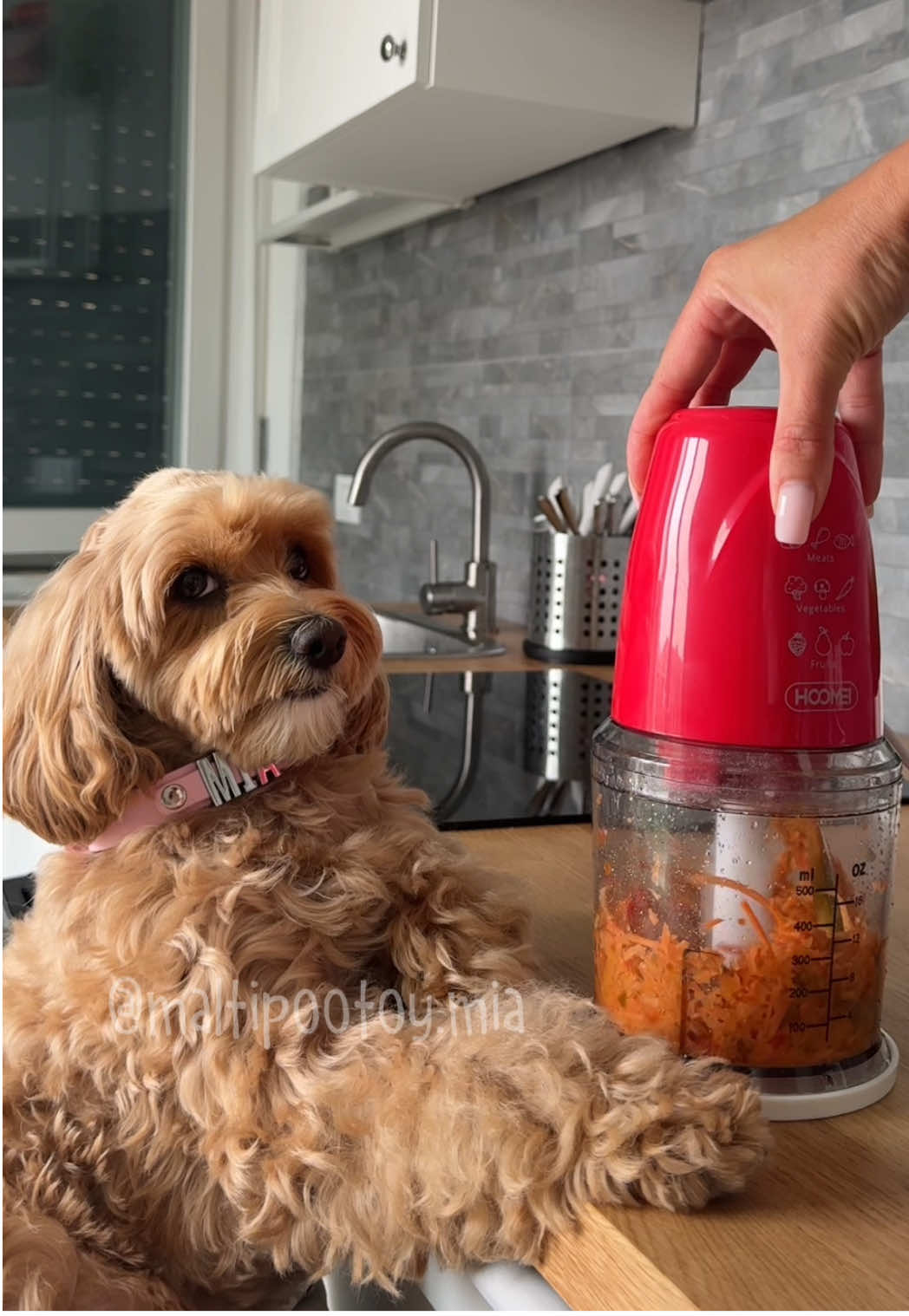 CHI HA LA PIZZA PIÙ BUONA? 🍕 #maltipoo #Recipe 