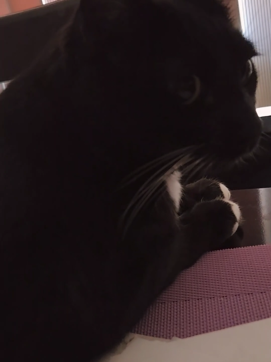 Some of the best mornings are the quiet ones #tuxedocatsoftiktok #fyp #cats 