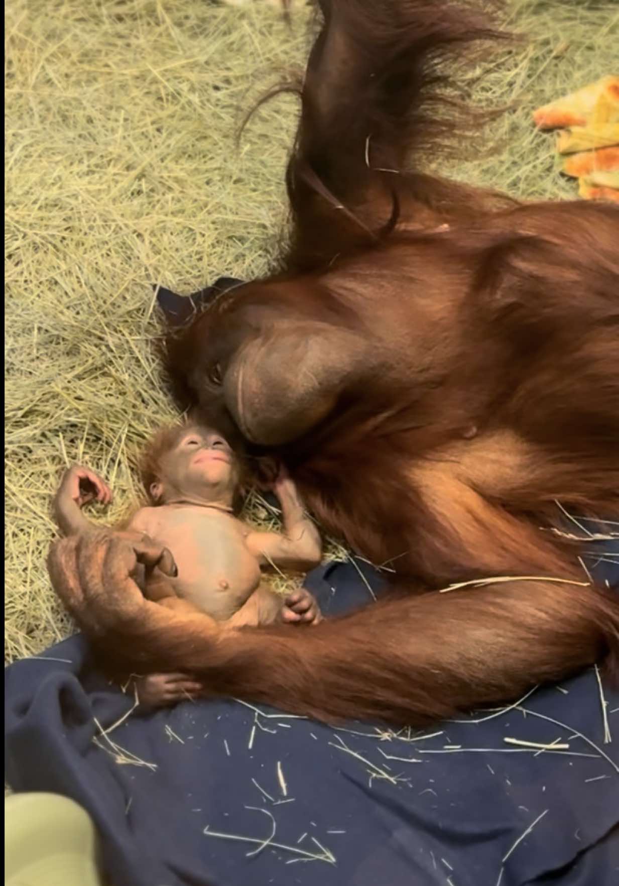 2-month-old Weila’s story has reached an exciting new chapter: life with foster orangutan, Acara 🧡 #ICYMI: Kawan gave birth to Weila on 6/21/25. After birth, Kawan showed attentive behavior toward Weila, but nursing did not occur, which is critical within the first 24 hrs. Despite positive reinforcement to encourage nursing, it became clear that hand-rearing care was necessary for Weila’s health. In the weeks that followed, caregivers provided round-the-clock support, wearing vests that mimic orangutan fur and tracking every milestone. From the start of the hand-rearing process, the goal was to place Weila with a foster so she could grow up learning from another orangutan. Animal care began working with Acara, who had fostered her younger brother Tuah in 2014, to reinforce her maternal behaviors. The team also began preparing Weila with important skills, like learning the “bottle” cue: holding onto the mesh and positioning for her bottle when prompted. On August 19, Weila was placed in a soft nest of fleece blankets inside the orangutan space, and Acara was given access to her. Keepers stayed close, encouraging Acara and offering reassurance. The team remained with them overnight, and Acara’s confidence grew steadily, making their first introduction a success. Now that Acara is fostering, she has taken on the role of carrying and comforting Weila, while staff support the duo around the clock with monitoring, training, and feedings. At times, Acara has shown she may want breaks, not because she isn’t interested in Weila but because she has extra energy and wants to play with Tuah. Kawan alternates between habitats with either Mia or Tuah, and all of the orangutans are adjusting well to the current routine. 👉 Weila and Acara are not yet visible to the public. This time allows them to bond and work on essential behaviors. To support this process, the indoor area of the Great Apes building will remain closed. Stay tuned for updates!
