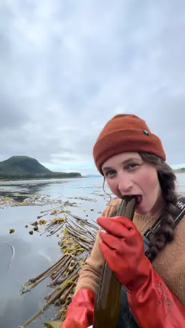What does it taste like? Kelp is full of umami and one of a kind flavor compounds and is bursting with hard to come by nutrients and minerals. Back in stock on our TikTok shop! Try it today. 