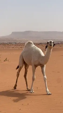 ‏البل عطايا الله #عطايا_الله🐪 #تصويري_احترافي_الاجواء👌🏻🕊😴 #اكسبلورexplore #الشعب_الصيني_ماله_حل😂😂 #جايزه_الملك_عبدالعزيز_النسخه_9 ########### # # #