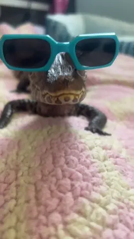 The coolest lad  #sunglasses#cool 