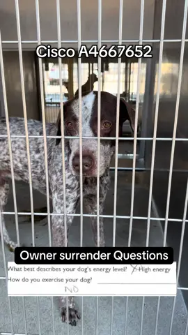 #germanshorthairedpointer #gsp #gspsoftiktok needs help to make it out alive. 