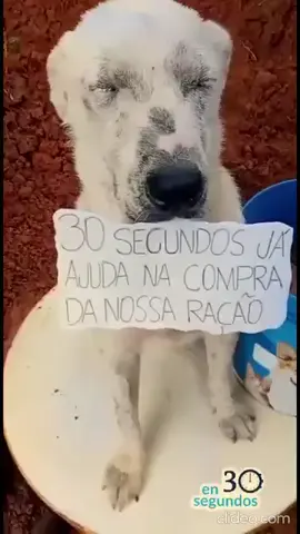 Eles já sentiram fome, frio e abandono… alguns chegaram a se machucar tentando sobreviver 💔 Você pode mudar essa história AGORA. 🐾 Não é sobre quanto você doa… é sobre salvar vidas.” #AjudeOsAnimais #CachorrosDeRua #DoeAmor #ProtecaoAnimal #AmorQueSalva     