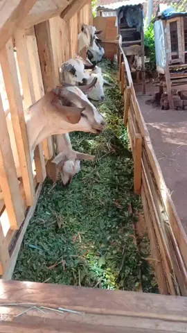TODAY ::::PURE GOATS AND DOOPER SHEEPS FOR FARMERS IN KENYA ☎️ 0️⃣1️⃣0️⃣0️⃣4️⃣6️⃣0️⃣2️⃣3️⃣3️⃣ 🐐 Premium Pregnant Dairy Goats for Sale! 🐐 💥 Most of our goats deliver healthy twins! 💥 Don't miss out on these an amazing offers for you!  DOOPER SHEEP ☑️Dooper Sheep first time mothers: Only Ksh.7,500 ☑️Dooper Sheep Second -time mothers:Only Ksh.5,500 PURE GOATS ✅ Ready to deliver in  24 hours Only KSH 15,000 ✅ Ready to deliver in 2 days Only KSH 13,000 ✅ First-time mothers: Just KSH 10,000. ✅ Second-time mothers: Only KSH 8,500.      🌟 Why Choose Kabarak Farm Kenya ⁉️ 1️⃣ Delivery done countrywide to our farmers 🚚 within 6 to 24 hrs depending on your location. 2️⃣.Expertly raised goats for high milk 🥛 production 🥛 3️⃣.Quality you can trust—join our satisfied farmers! Secure your healthy, productive dairy goats now and enjoy the benefits of top-quality farming! #farmer #foryou #viral  #goats #farming #