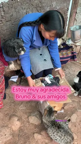 No llegó un paquete de gatito Bruno & sus amigos  #obsequios #mascotasfelices #gatoslindos  #gatosgraciosos #gatitos_haciendo_cosas @Bruno & sus amigos 😻 