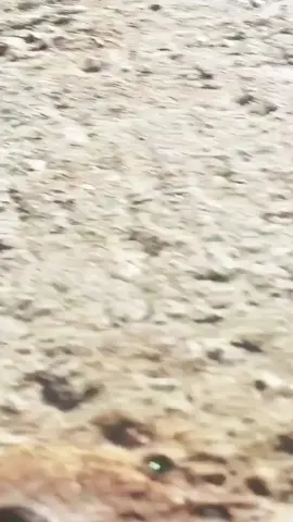 #alexandradaddario 