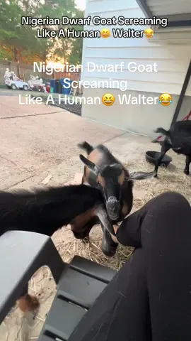 Nigerian Dwarf Goat Screaming  Like A Human😆 Walter😂 #onthisday #goats #funnypets #animals #nigeriandwarfgoats 