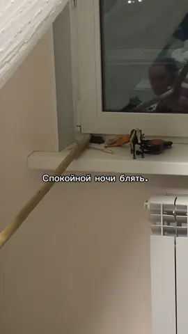 видео скинула подруга 🤩#мышь #рекомендации 