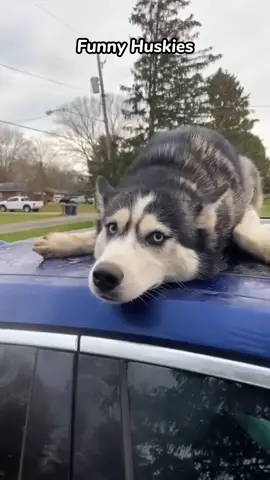 I’m sure he’s a pure Husky.#funnyvideos #dog #husky #doglife #fyp 