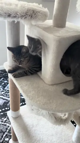 Oscar And Kami Are really starting to get along a lot better now❤️ #tiktok #catsoftiktok #cute #viral #fyp 