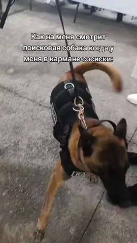 #мем #юмор #собака #сосиски #полиция 
