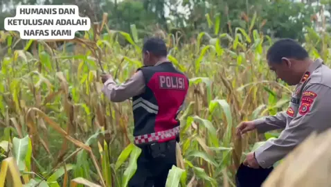 #Swasembadapangan  #Ketahananpangan  #Polrimendukungketahananpangan  #Polisicintapetani 