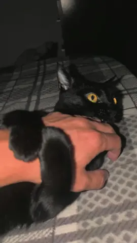 #blackcat #catoftiktok #cat #viral #baby 