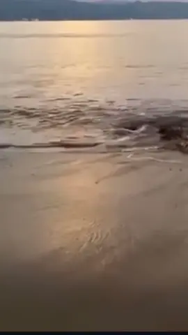 🚨 #PuertoVallarta #Seguridad Esta mañana, 27 de agosto de 2025, un cocodrilo emergió del mar en Playa Bocanegra, cerca de Marina Vallarta, e intentó atacar a un joven que nadaba en la zona. Por fortuna, logró salir del agua sin lesiones. Protección Civil y Bomberos señalaron que el reptil actuó de manera defensiva al sentirse invadido en su territorio. Este hecho recuerda que en la Bahía de Banderas habitan entre 200 y 350 cocodrilos americanos, por lo que es fundamental respetar señalizaciones, evitar nadar en áreas no autorizadas y mantener distancia de la fauna. ⚠️ Autoridades y especialistas insisten en la convivencia responsable con estos animales, evitando riesgos tanto para humanos como para los cocodrilos. #Cocodrilo #FaunaSilvestre #Prevención  