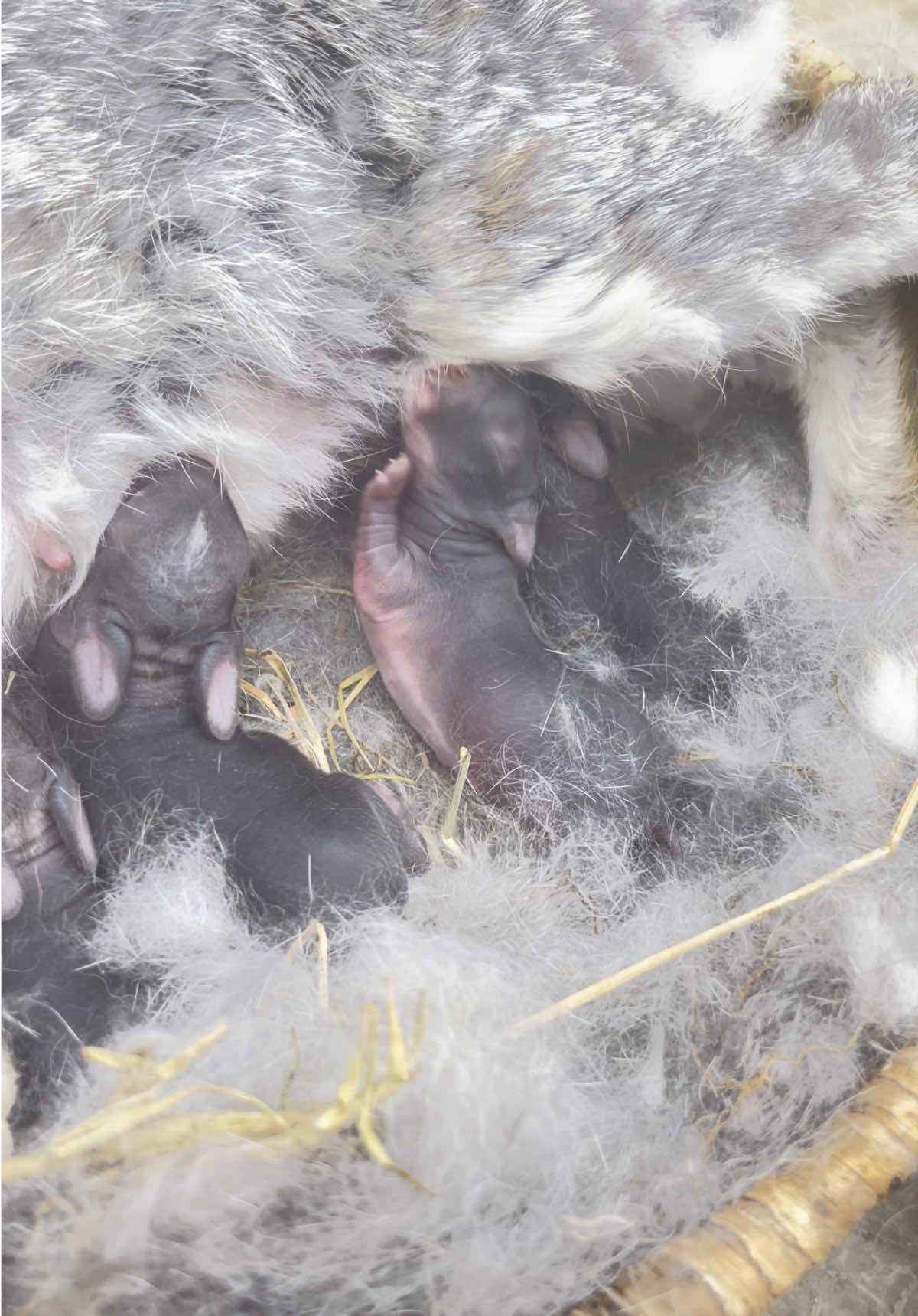 #RabbitBirth #RabbitLife #BunniesOfTikTok #BabyBunnies #RabbitLovers #BunnyCare #RabbitBreeding #PetRabbit #AnimalLovers #NatureMoments #Kindling #CuteAnimals #lifeofpets 