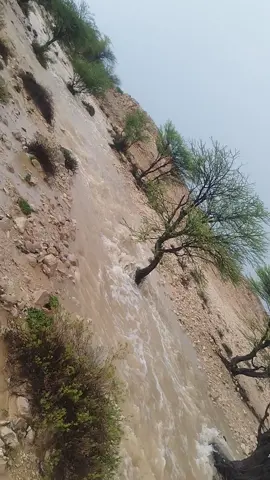 ريده المعاره سيل صبغه 