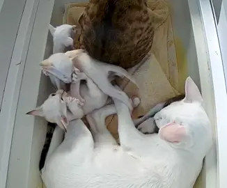 More wrestling and baby rumpus #orientalshorthair #kittens 