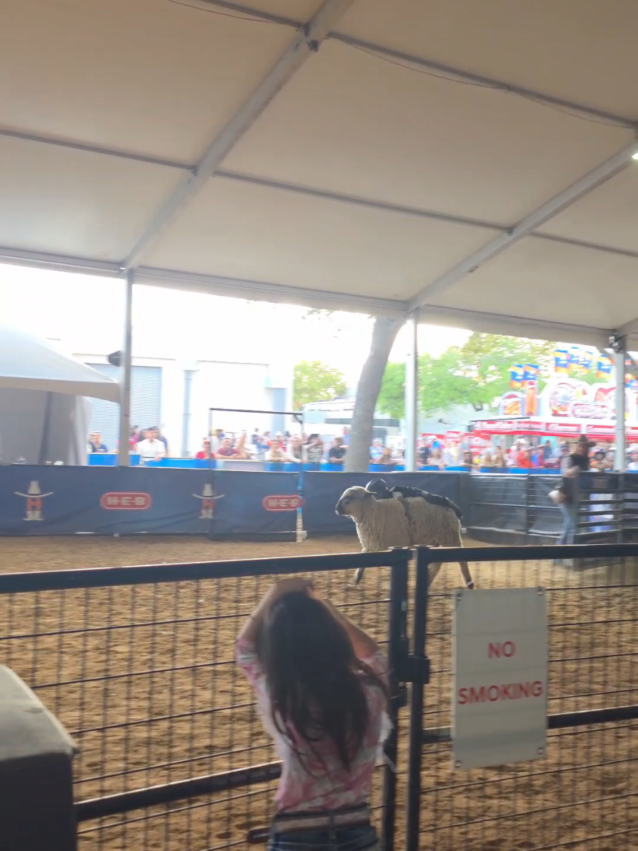 They say mutton bustin’ is the kiddie version of bull riding… would you let your lil one climb ride?👀  #riding #sheep #mutton #muttonbustin #Rodeo 
