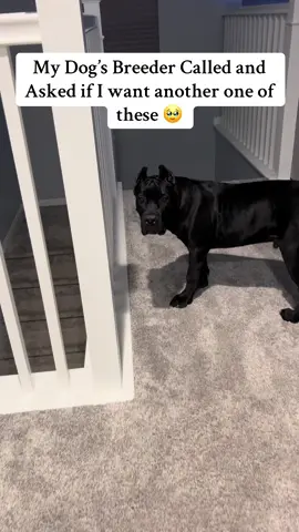 Should we get another Cane Corso🤭  #raisingbane #bigdogs #Banethedog #funnydogvideos 