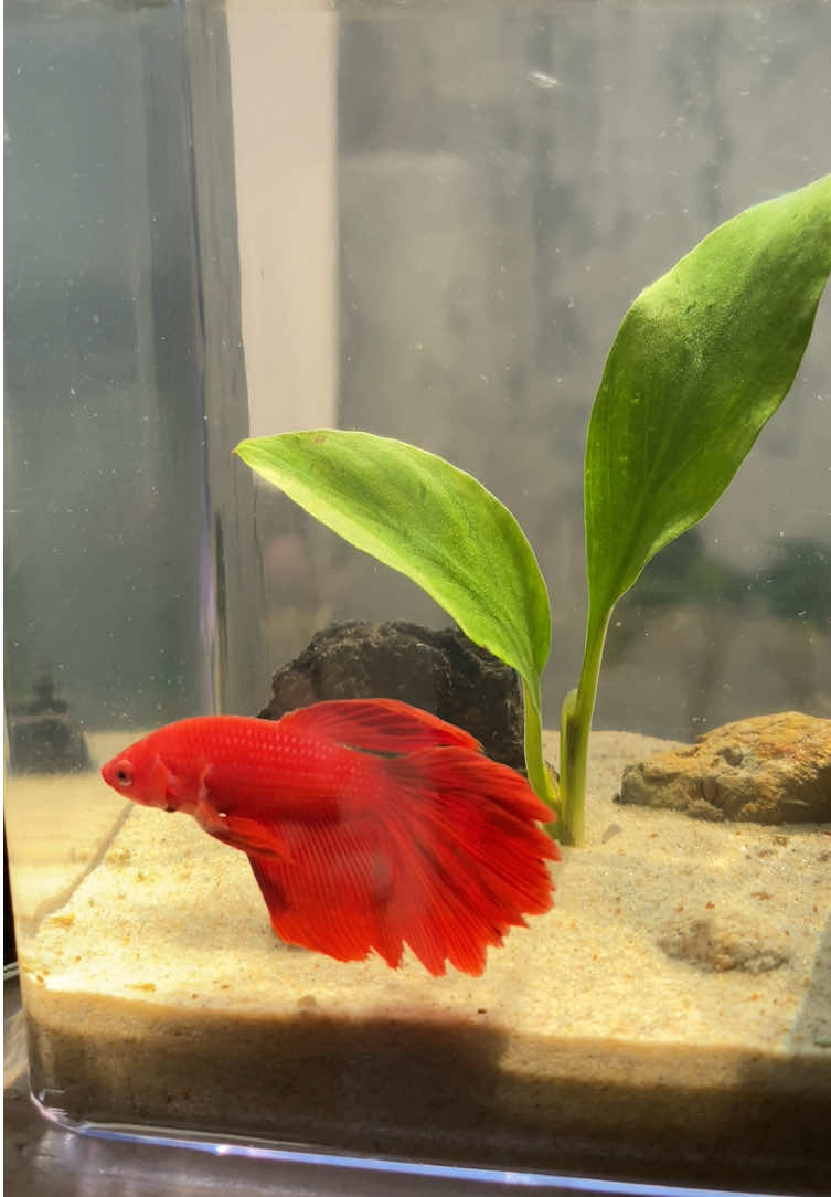 #fyp #cupang #dedaybettafish 