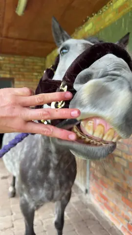 got a cramp in my finger at the end😔 #horsetok #equestrian #PetsOfTikTok #horsetok #fyp 