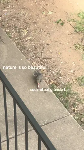 go outside today (also i’m gonna hunt down that wrapper later bc who gave this squirrel a granola bar) #fyp #nature 
