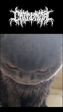 Slipknot occasionally created the most CAT song ever  #catsandmetal #slipknot #metalmemes #catmeme 