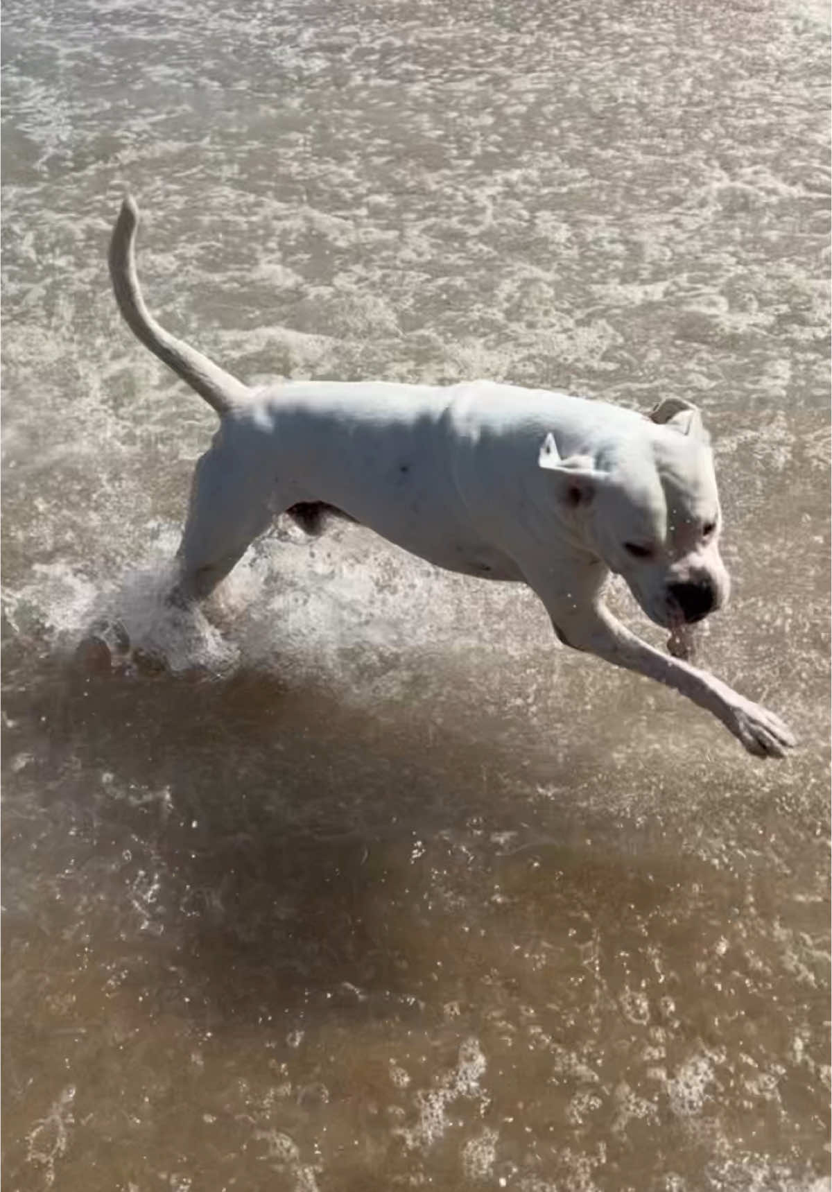 🌊 🐕 #fyp #fyyy 