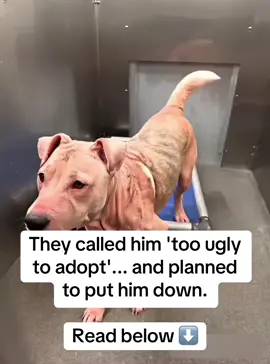 They threw Buddy away… just because of how he looked. 😢 (The shelter planned to put him down… I had to move FAST!) Abandoned as a puppy. 3 long years in a cold shelter. Visitors came and went—but no one ever chose him. Until finally, the shelter decided… his time was up. 😭 But that day, everything changed. The moment I saw him, I knew—he deserved more. A real home. A second chance. He was skin and bones, his fur dull and patchy. Every step looked painful from years of poor nutrition. I couldn’t let him suffer anymore. I worked with my vet, searching for something that could truly help him heal. That’s when I found Taily Collagen—a vet-approved supplement designed to support recovery, joint health, and overall strength. Weeks later, his eyes were brighter, his coat was shiny, and his tail never stopped wagging. After years of pain… Buddy finally feels safe, healthy, and loved. 💕 💊 Want your dog to thrive too? Search “Taily Collagen” on Amazon today. ⸻ #DogRescue #HealingJourney #TailyCollagen #RescueDog #FYP