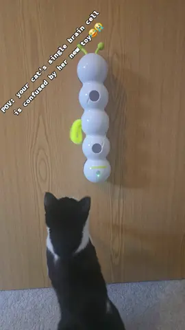 My babbo be like mommmmyyyy what is that?😂 #tiktokmademebuyit #tiktokmademebuythis #tiktokfinds #tiktokcattoy 